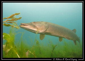 Pike in action by Raoul Caprez 